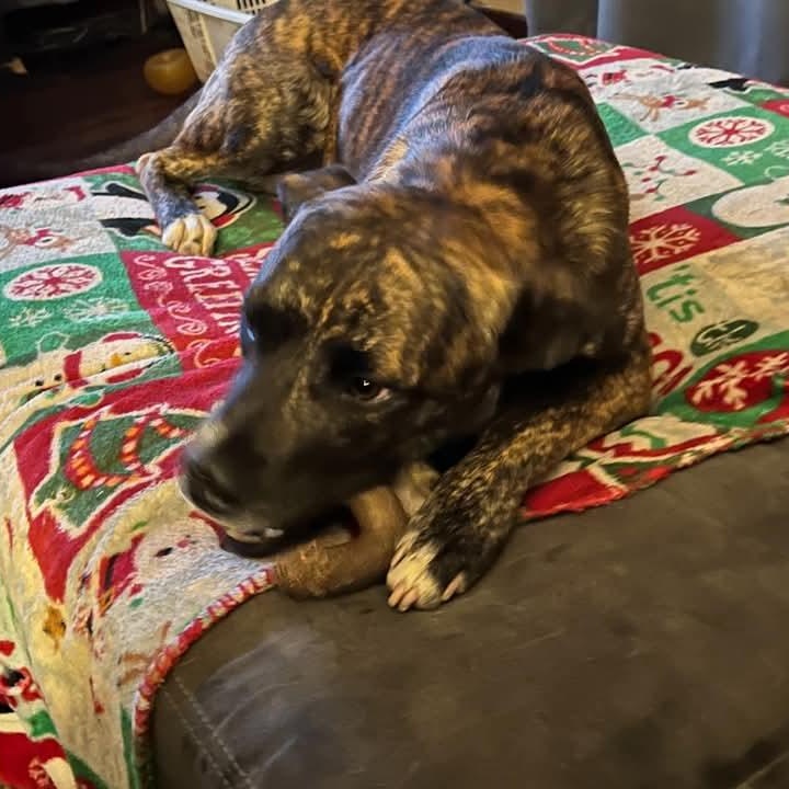 Wally, a Adoptable mixed breed in Sioux City, IA image 2/5