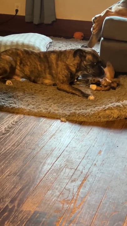 Enlarge Wally, a Adoptable mixed breed in Sioux City, IA video 5/5