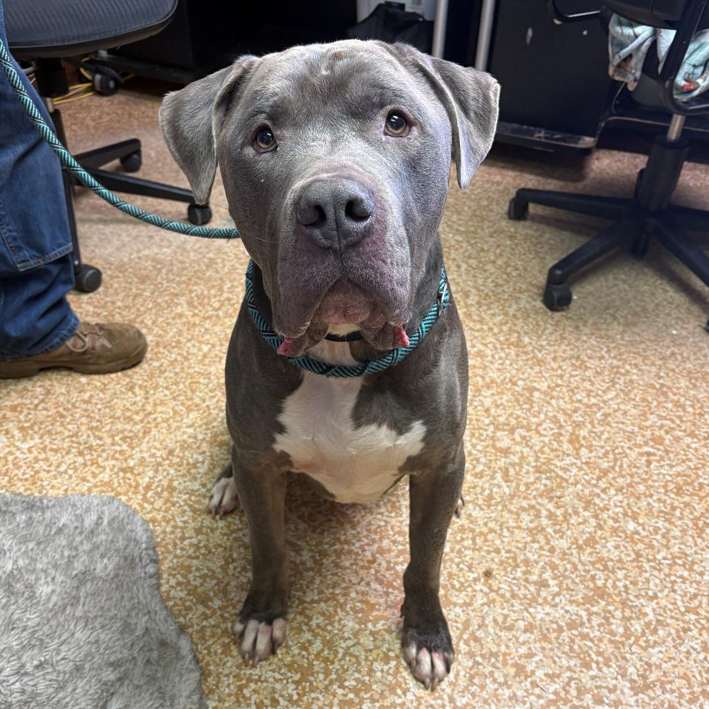 Sarge, a Adoptable mixed breed in Chehalis, WA image 1/2