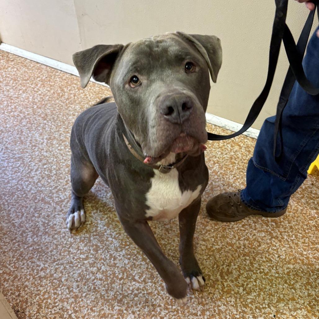 Sarge, a Adoptable mixed breed in Chehalis, WA image 2/2