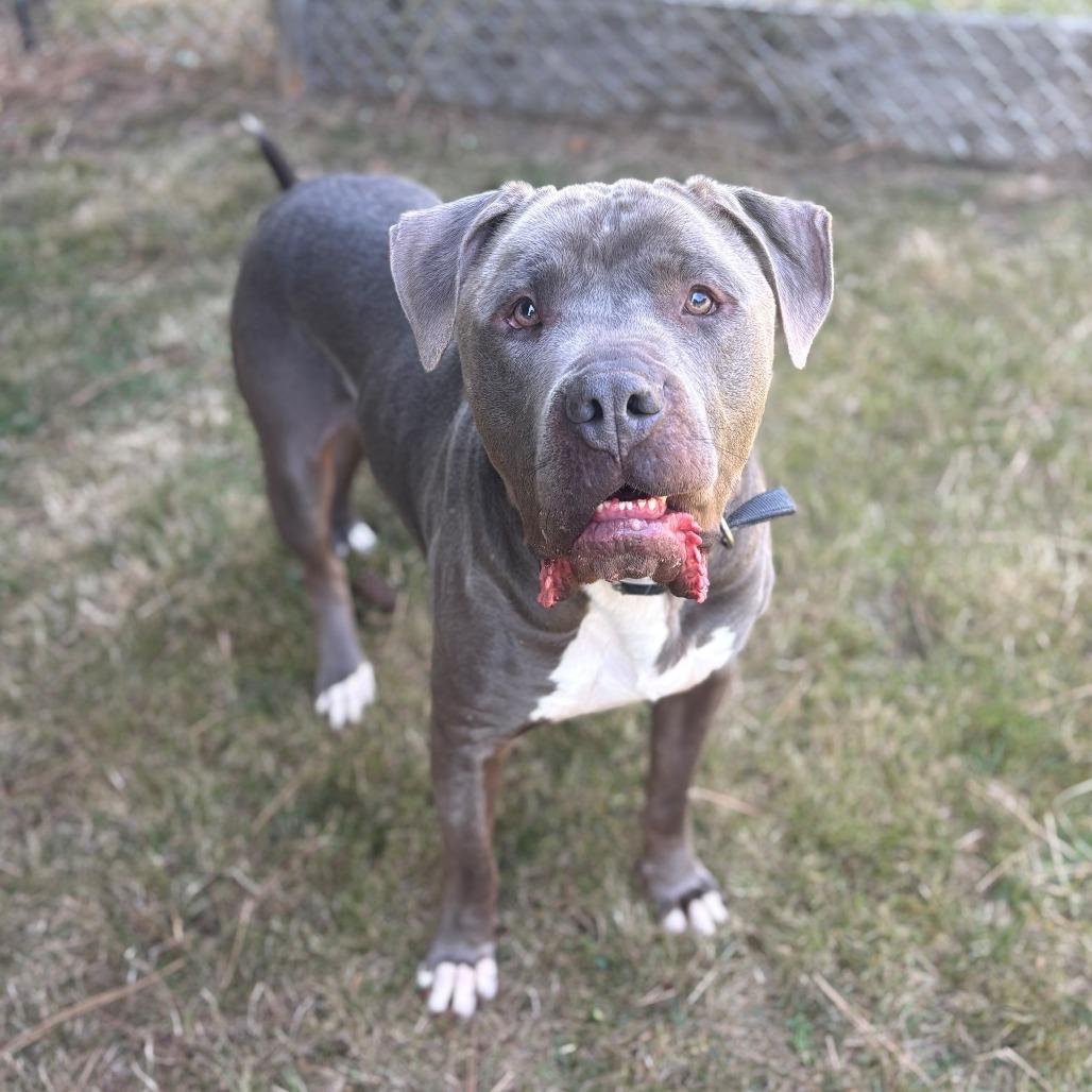 Enlarge Sarge, a Adoptable mixed breed in Chehalis, WA image 3/4