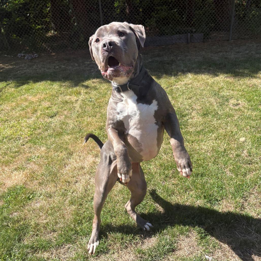 Enlarge Sarge, a Adoptable mixed breed in Chehalis, WA image 4/4
