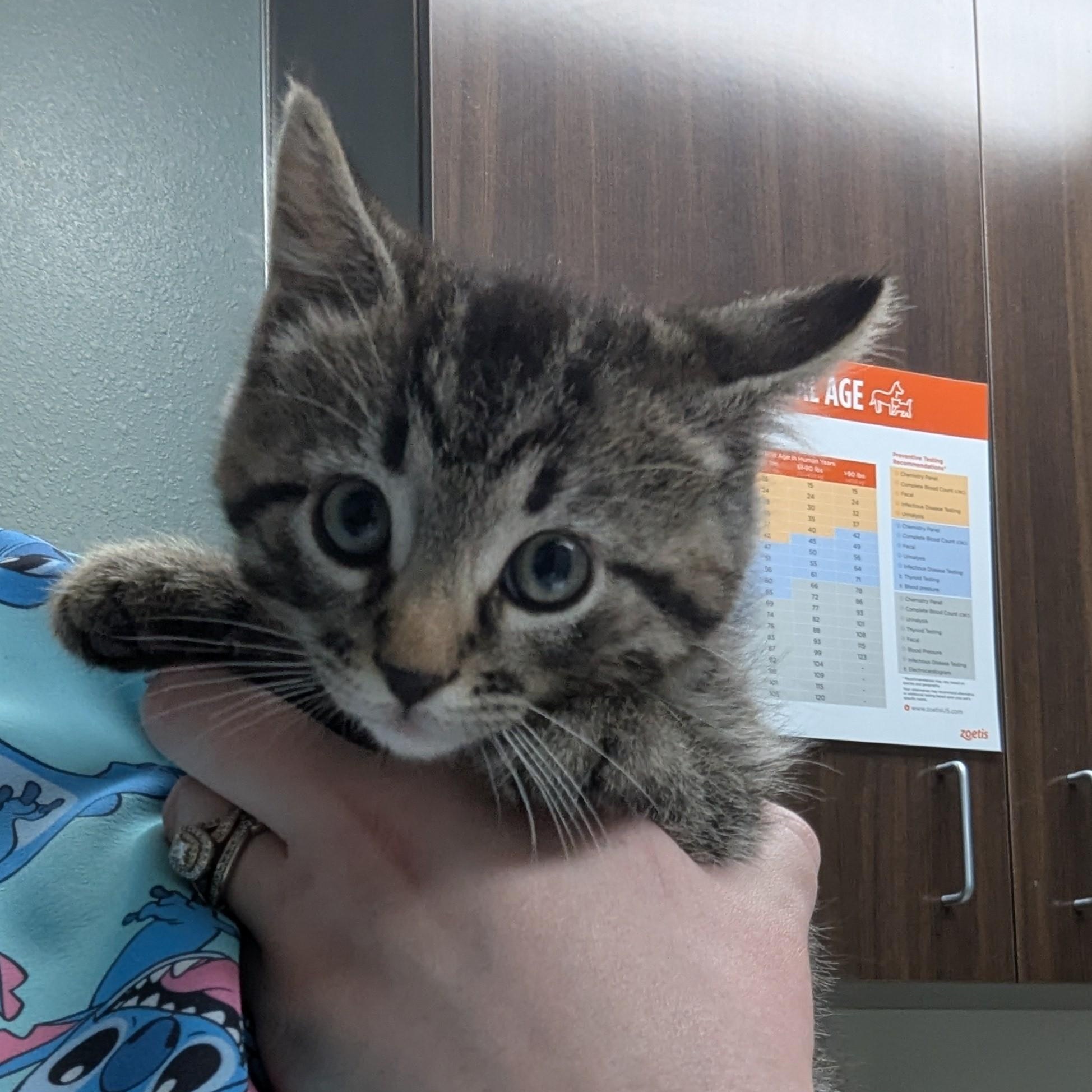 Thomas, a ADOPTABLE mixed breed in Dickinson, ND image 1/2