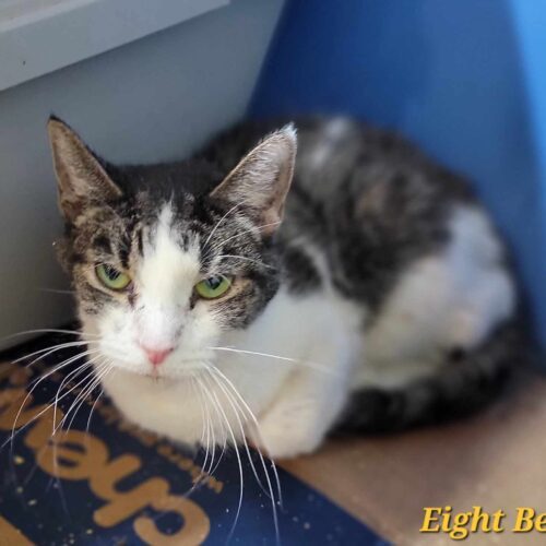 Sleigh Belles — thumbnail 4