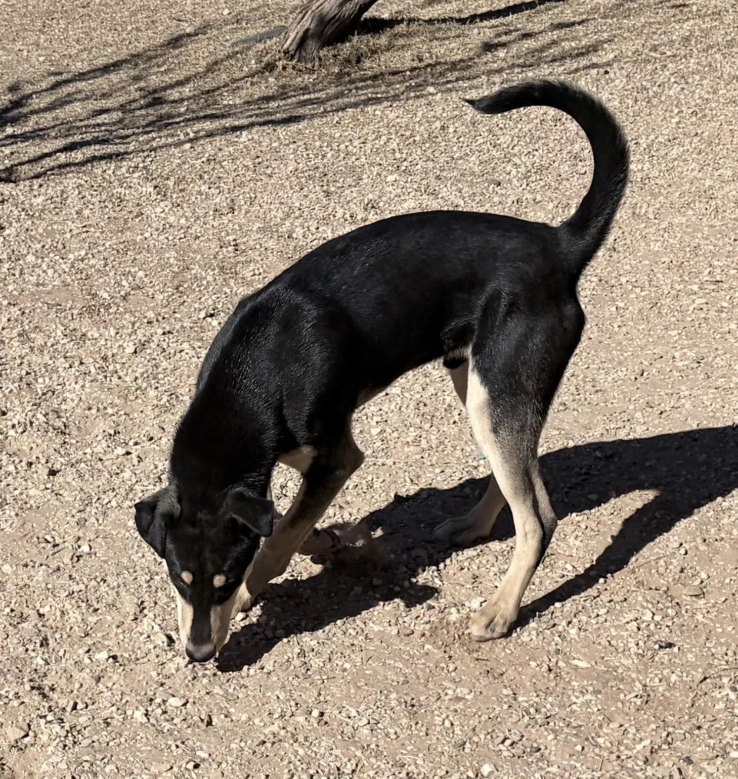 Enlarge Ditto , an adoptable Mixed Breed in Post, TX image 1/6