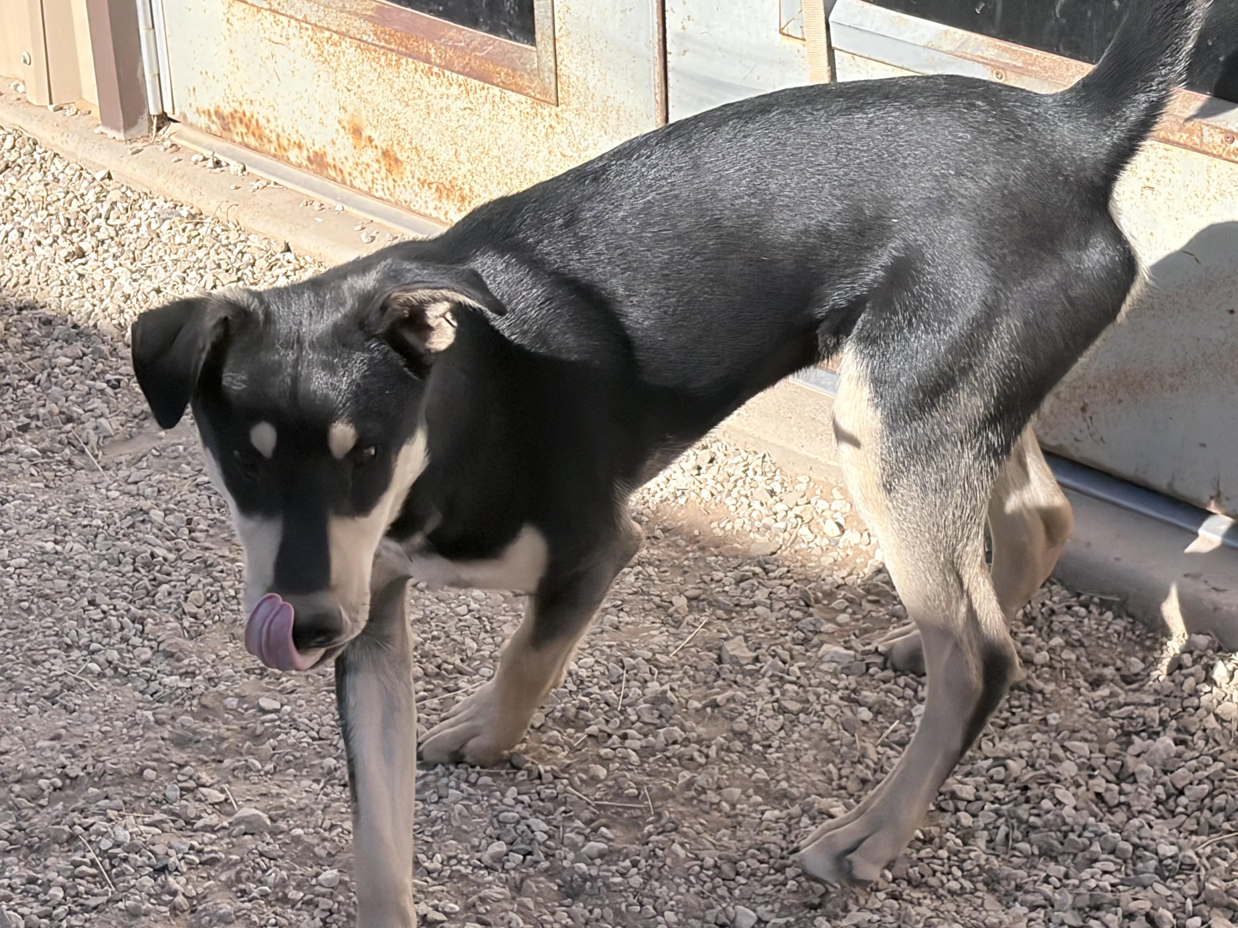 Enlarge Ditto , an adoptable Mixed Breed in Post, TX image 2/6