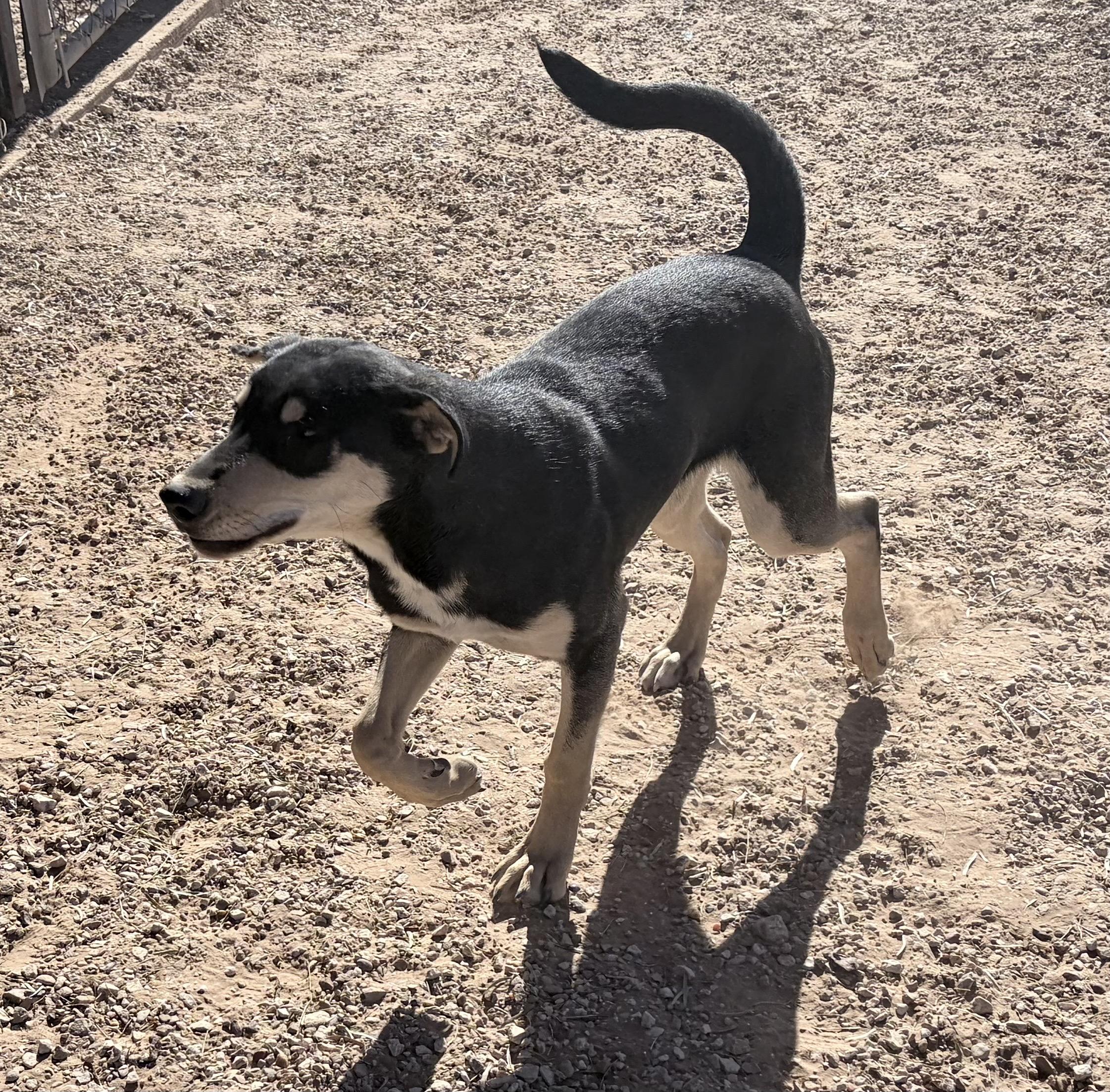 Enlarge Ditto , an adoptable Mixed Breed in Post, TX image 3/6