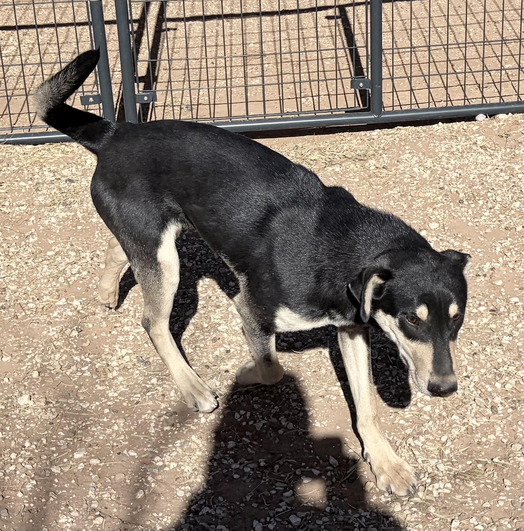 Enlarge Ditto , an adoptable Mixed Breed in Post, TX image 4/6