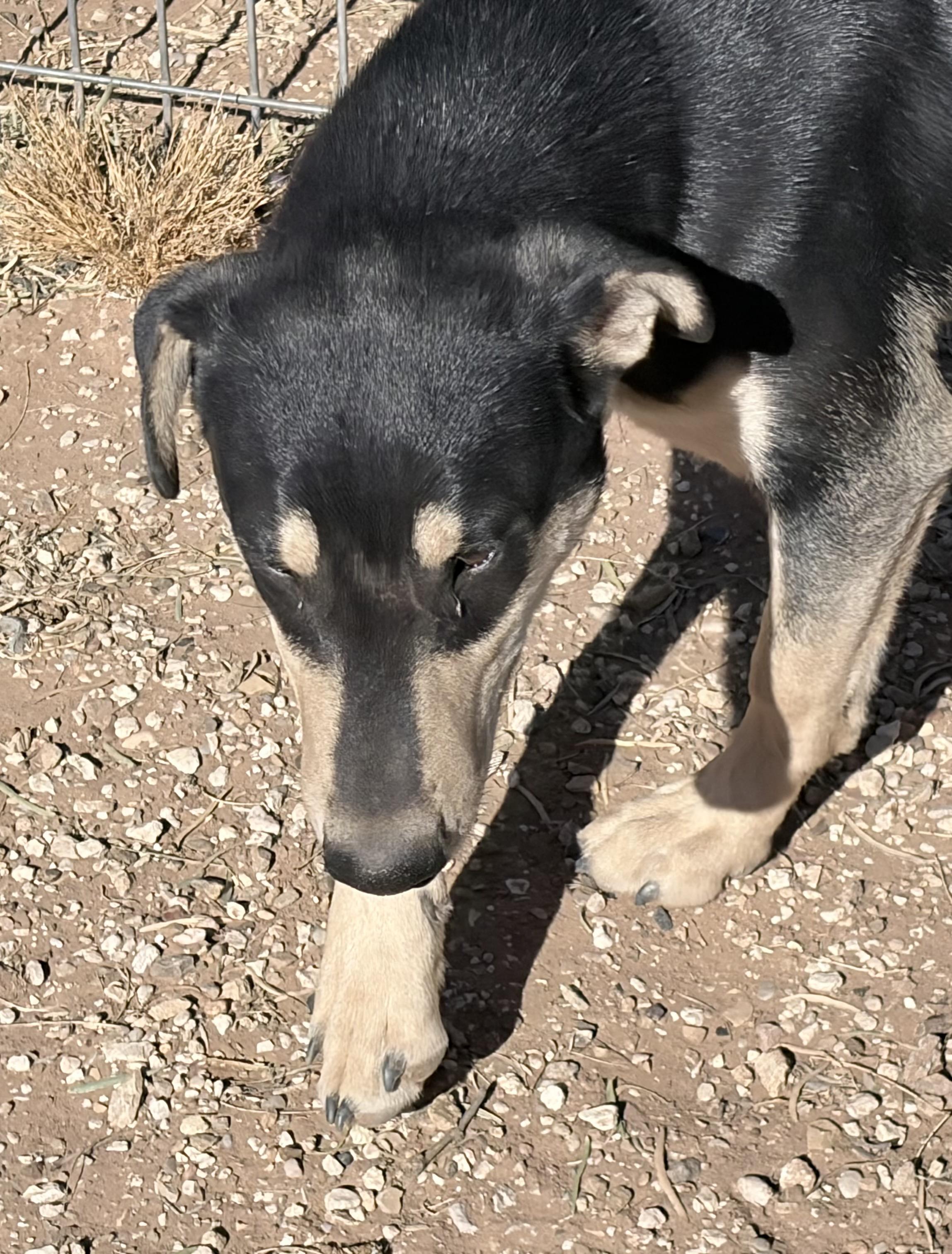 Enlarge Ditto , an adoptable Mixed Breed in Post, TX image 5/6