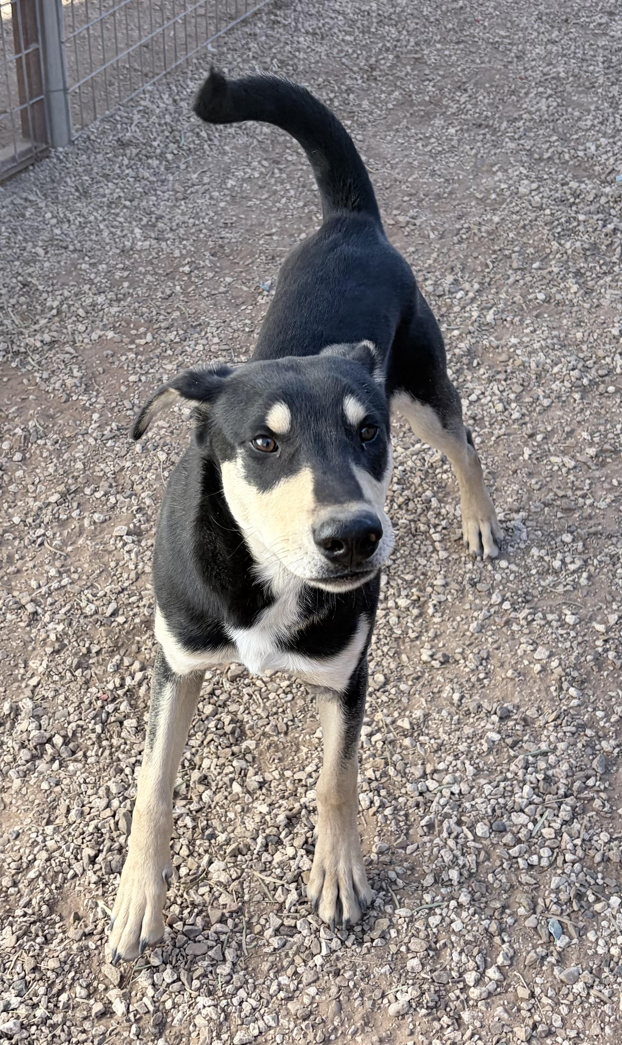 Ditto , adopted, Puppy Male Mixed Breed.