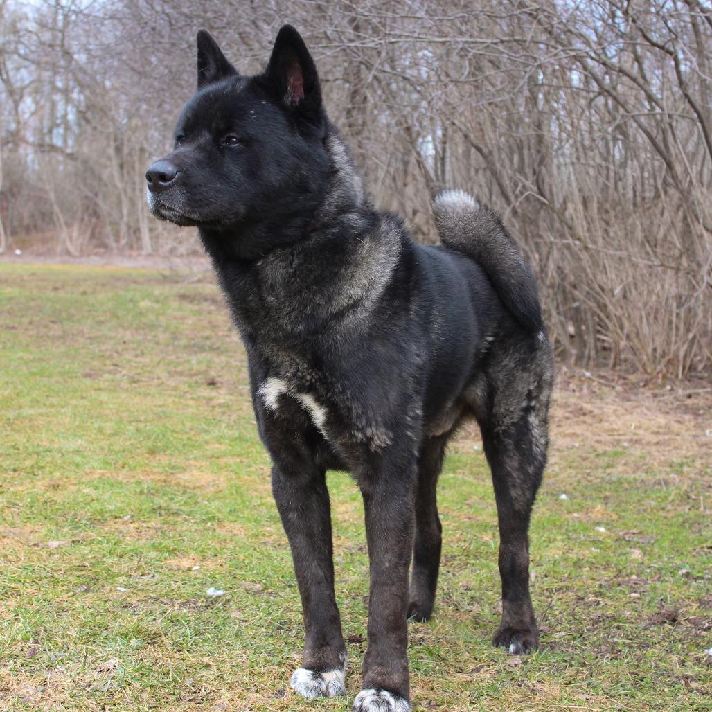 Enlarge Capone, a Adoptable Akita in Canastota, NY image 3/5
