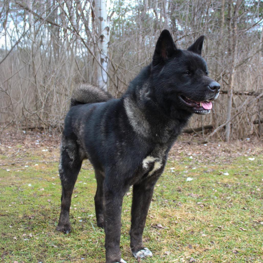 Enlarge Capone, a Adoptable Akita in Canastota, NY image 4/5
