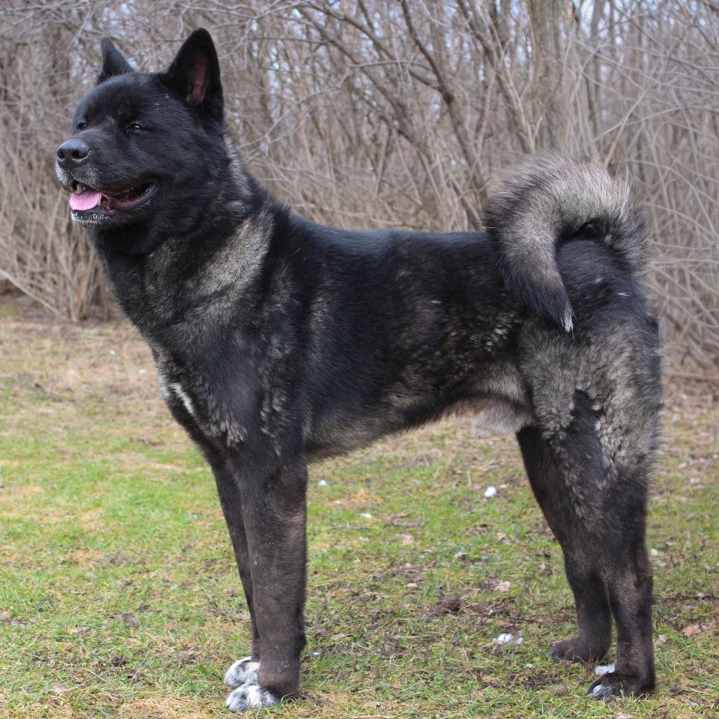 Enlarge Capone, a Adoptable Akita in Canastota, NY image 5/5