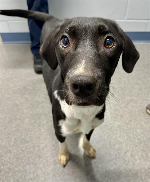 JUNEAU, Adoptable, Young Female Labrador Retriever & Mixed Breed.