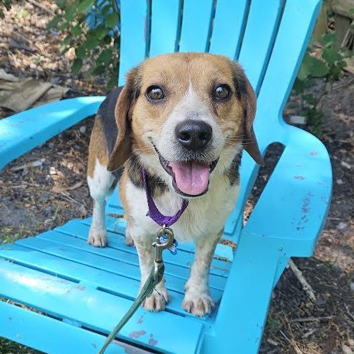 Traffic Cone, an adopted mixed breed in Midlothian, VA image 3/6