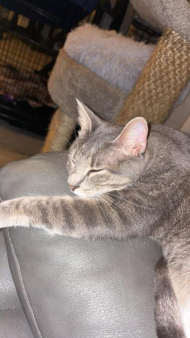 Poofy — thumbnail 2