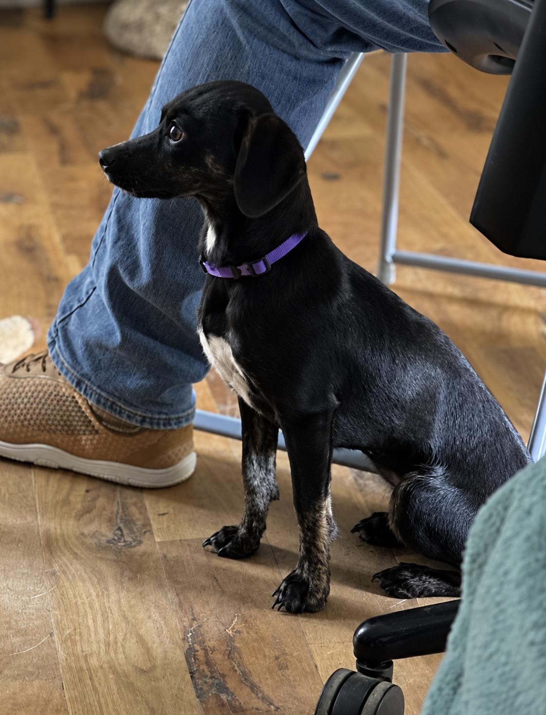 Enlarge Clementine, a Adoption Pending mixed breed in TULSA, OK image 1/5