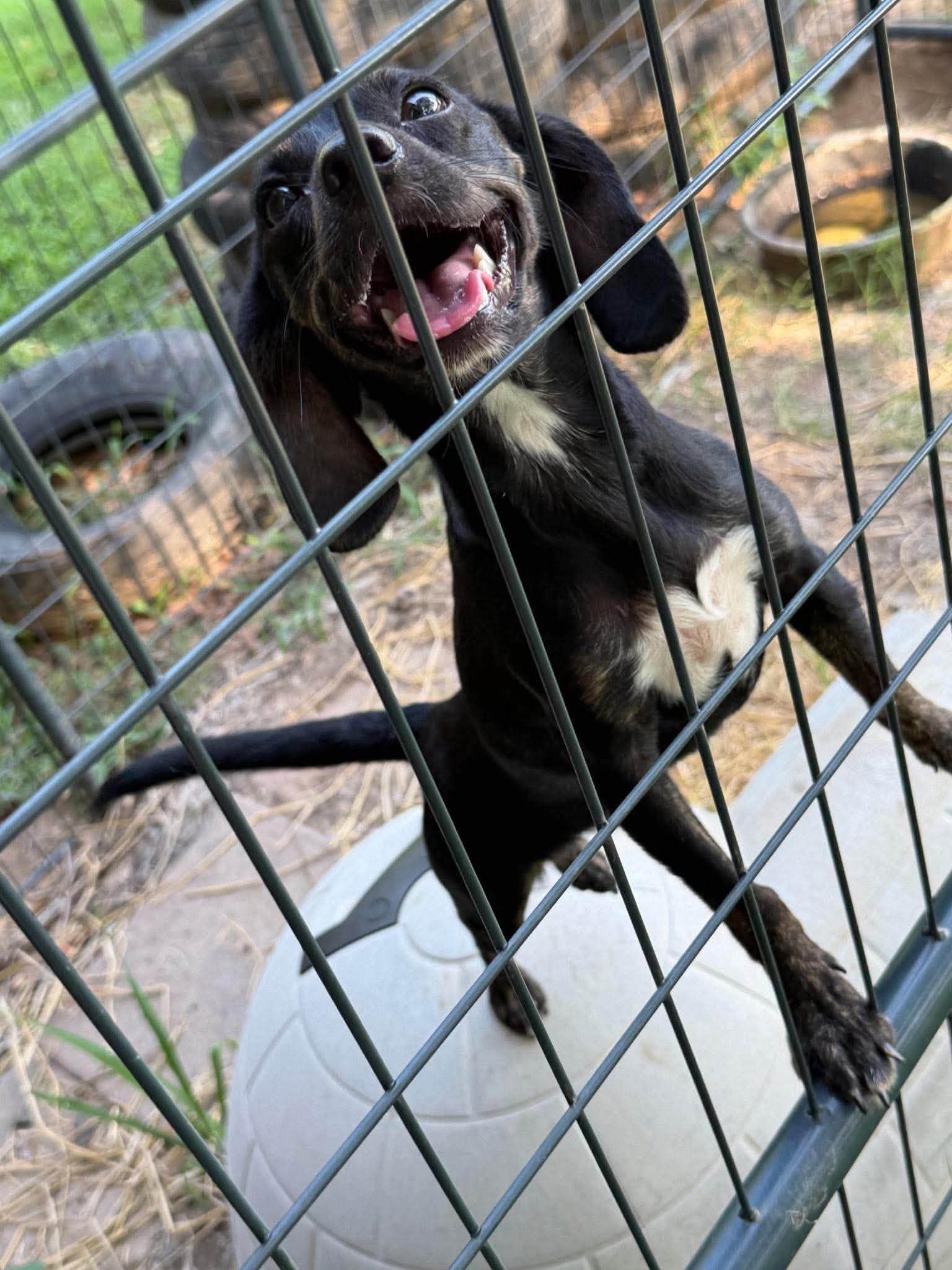 Enlarge Clementine, a Adoption Pending mixed breed in TULSA, OK image 2/5