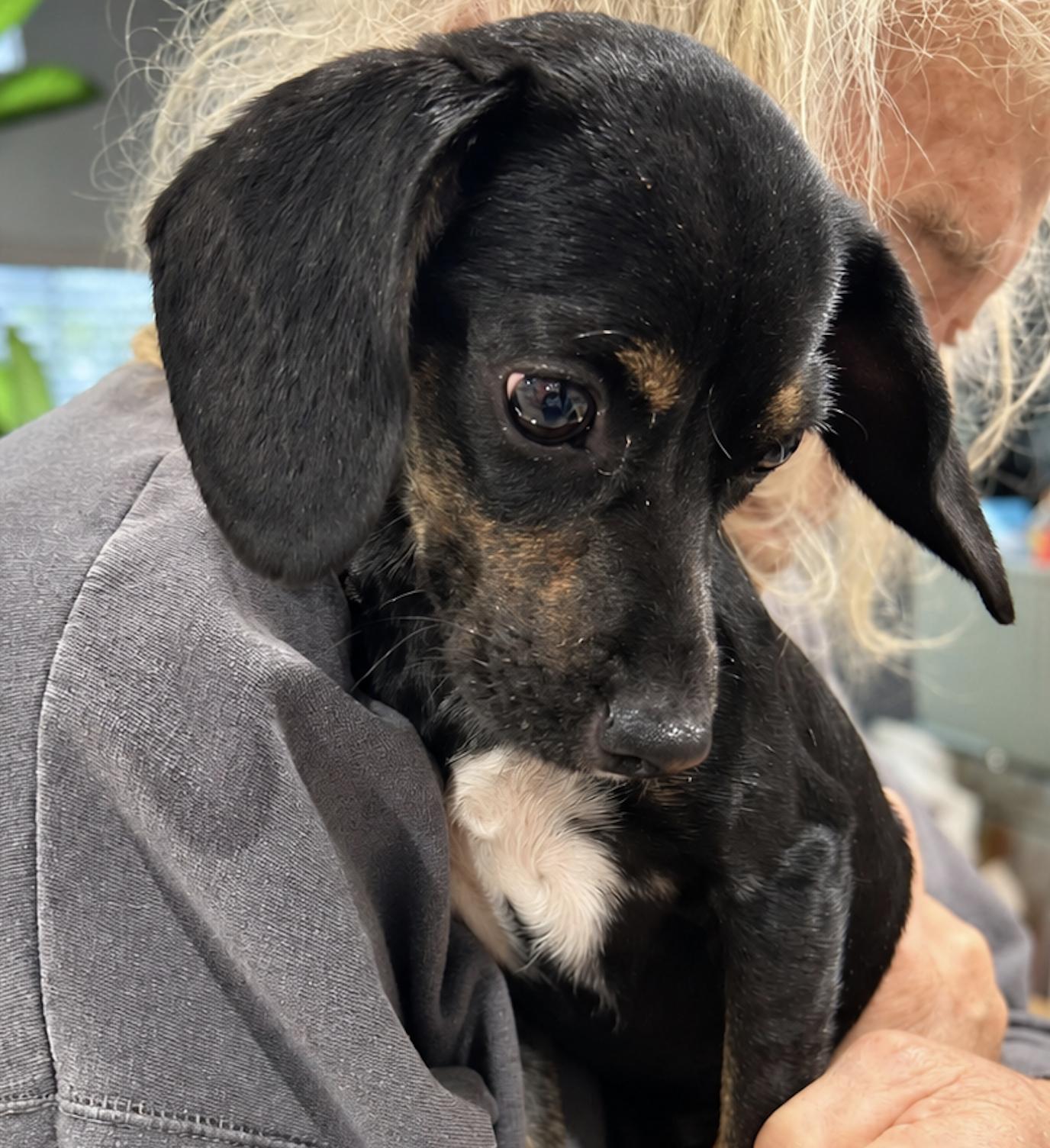 Enlarge Clementine, a Adoption Pending mixed breed in TULSA, OK image 3/5