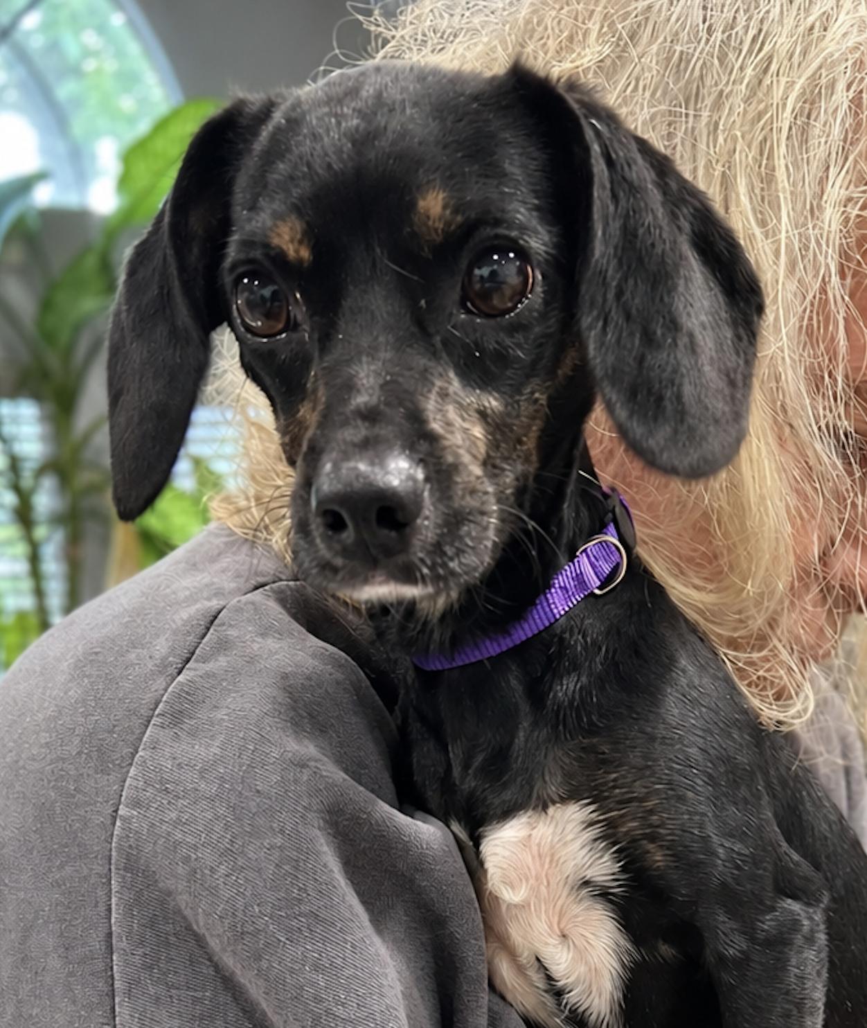 Enlarge Clementine, a Adoption Pending mixed breed in TULSA, OK image 4/5