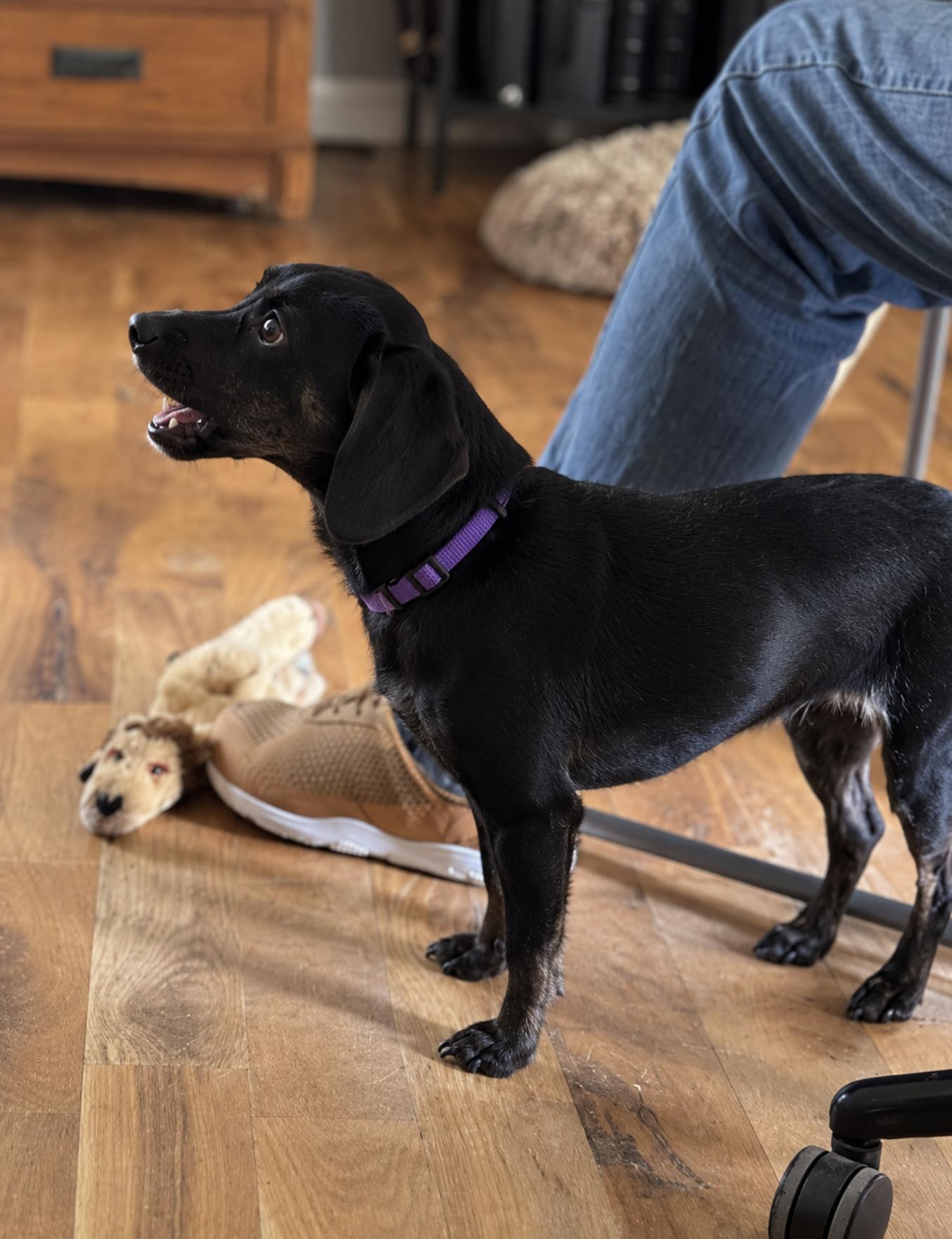 Enlarge Clementine, a Adoption Pending mixed breed in TULSA, OK image 5/5
