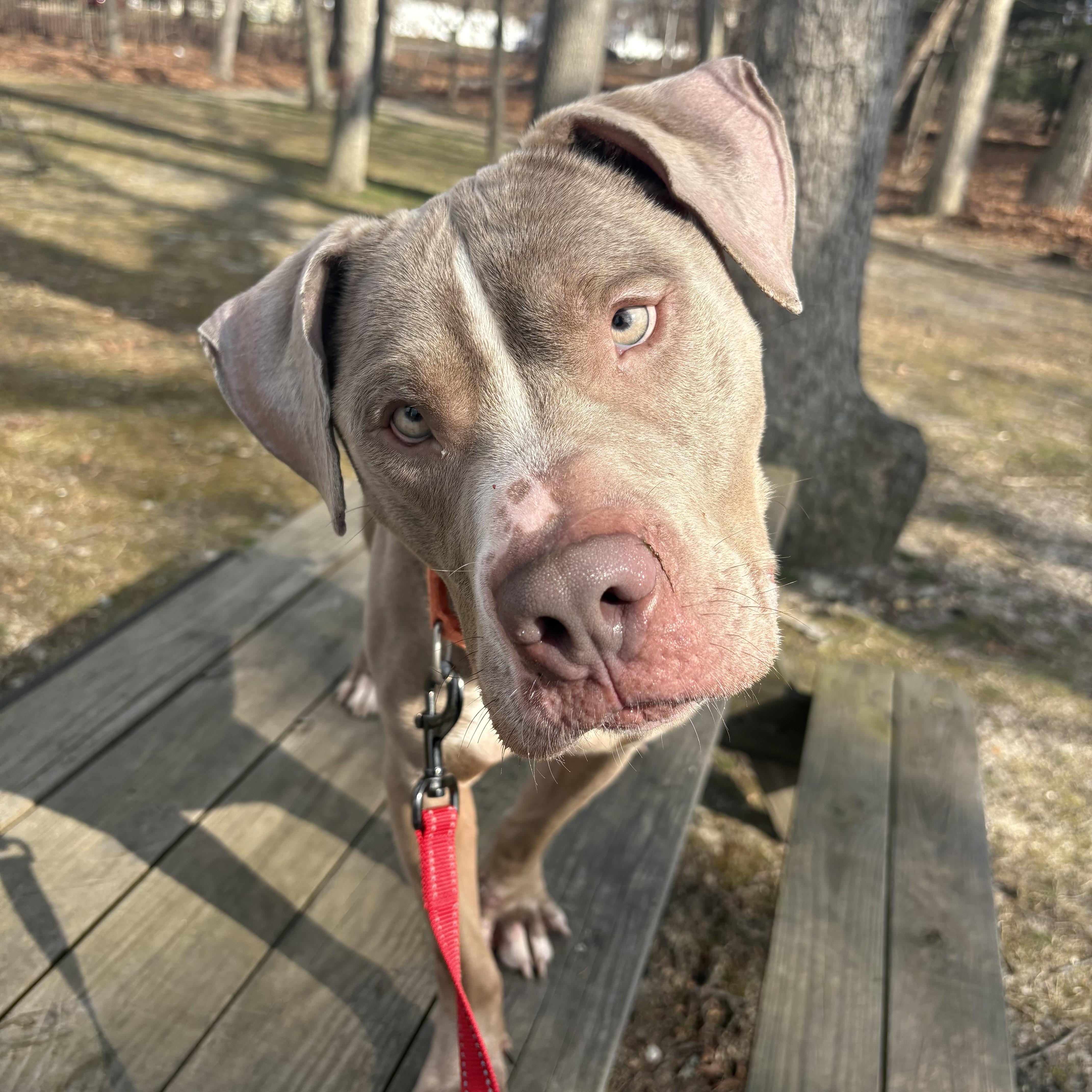 Enlarge Yuji, a ADOPTABLE mixed breed in Eatontown, NJ image 5/6