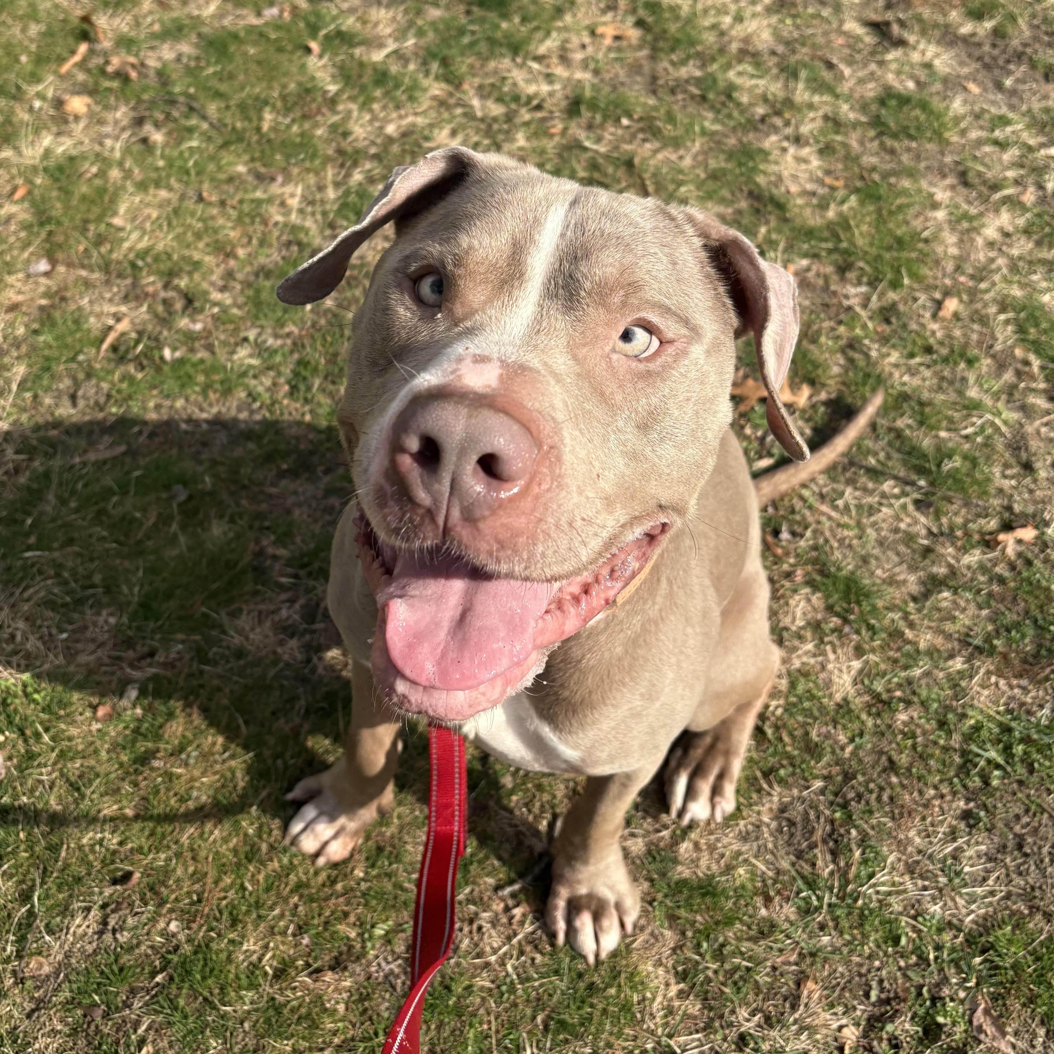 Enlarge Yuji, a ADOPTABLE mixed breed in Eatontown, NJ image 6/6