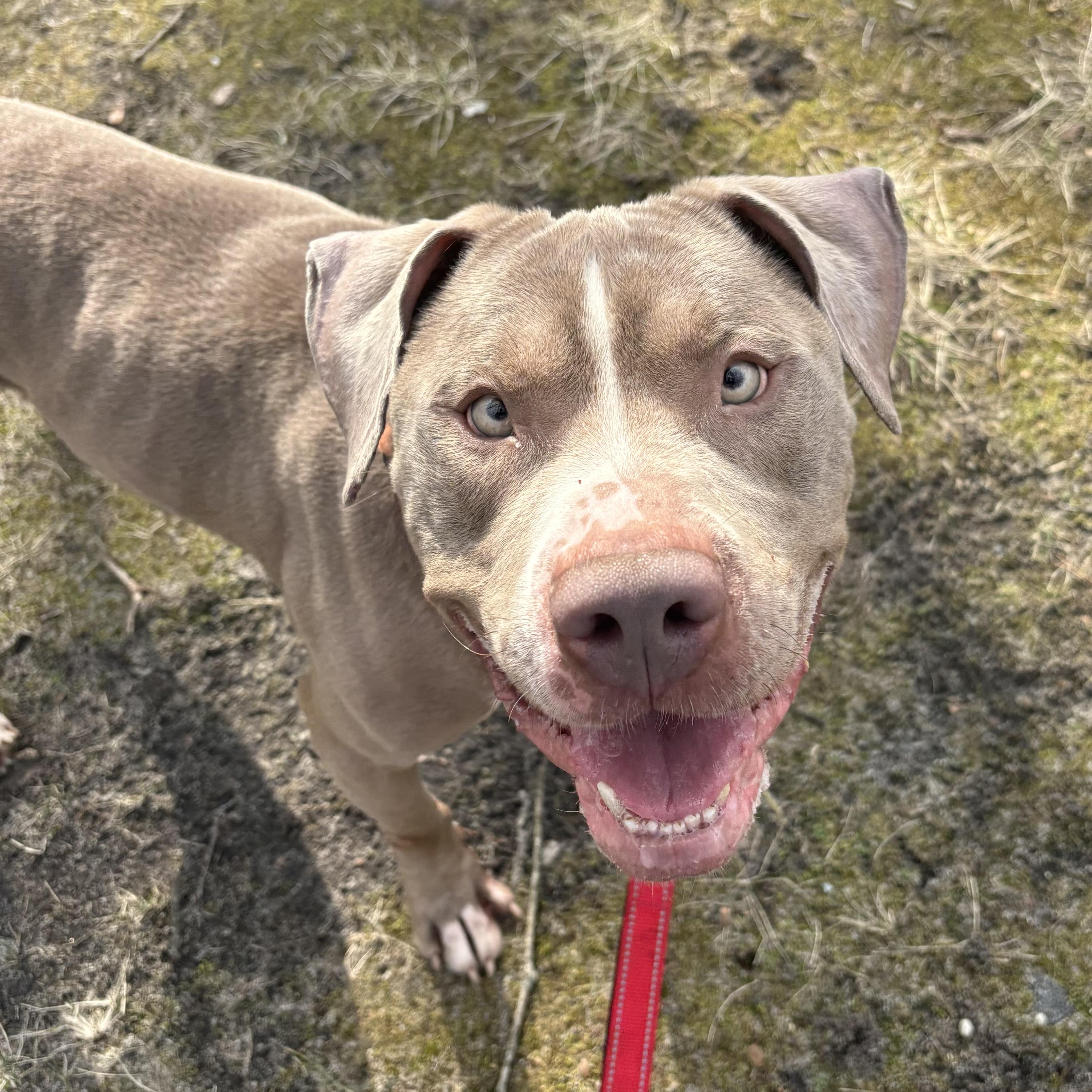 Enlarge Yuji, a ADOPTABLE mixed breed in Eatontown, NJ image 3/6