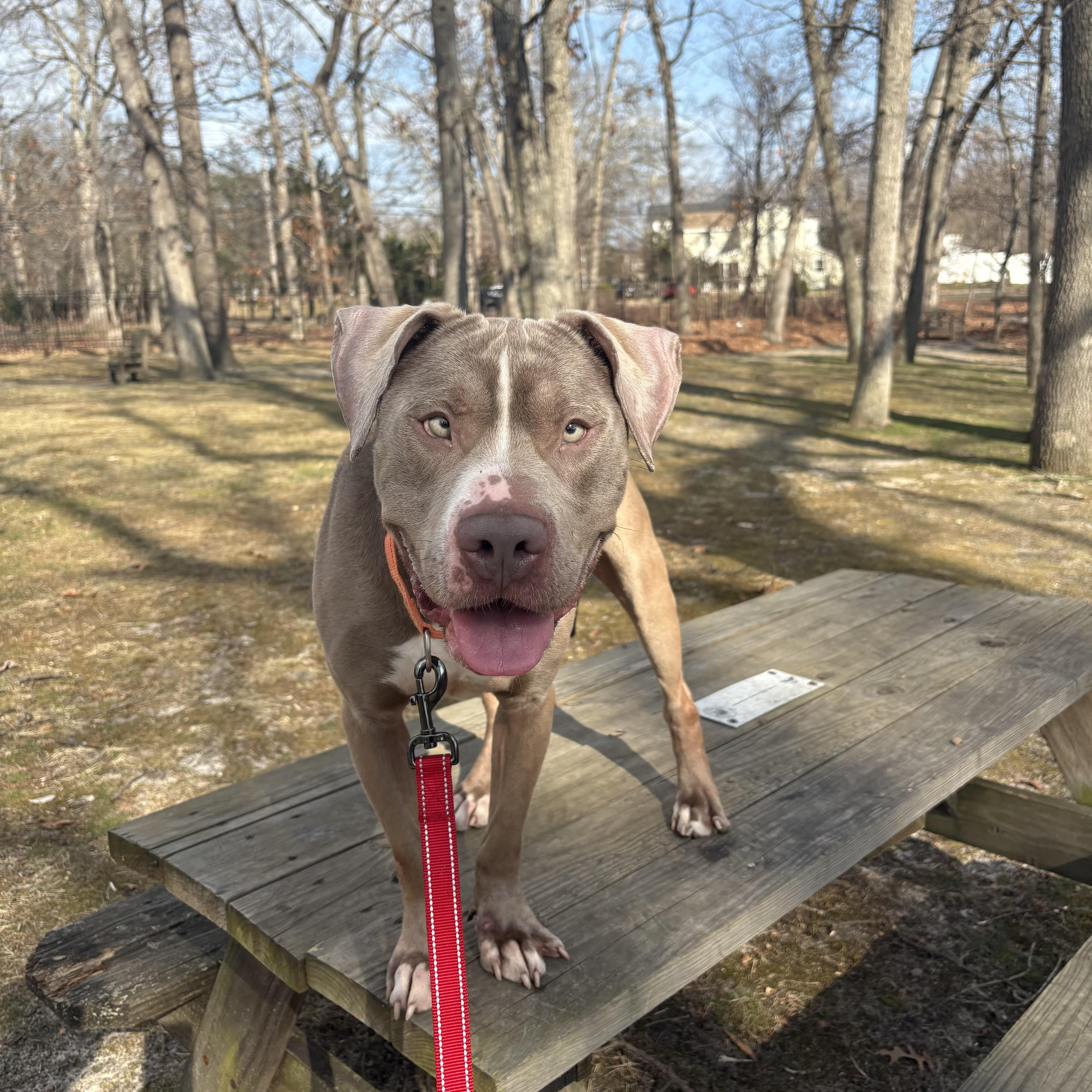 Enlarge Yuji, a ADOPTABLE mixed breed in Eatontown, NJ image 1/6