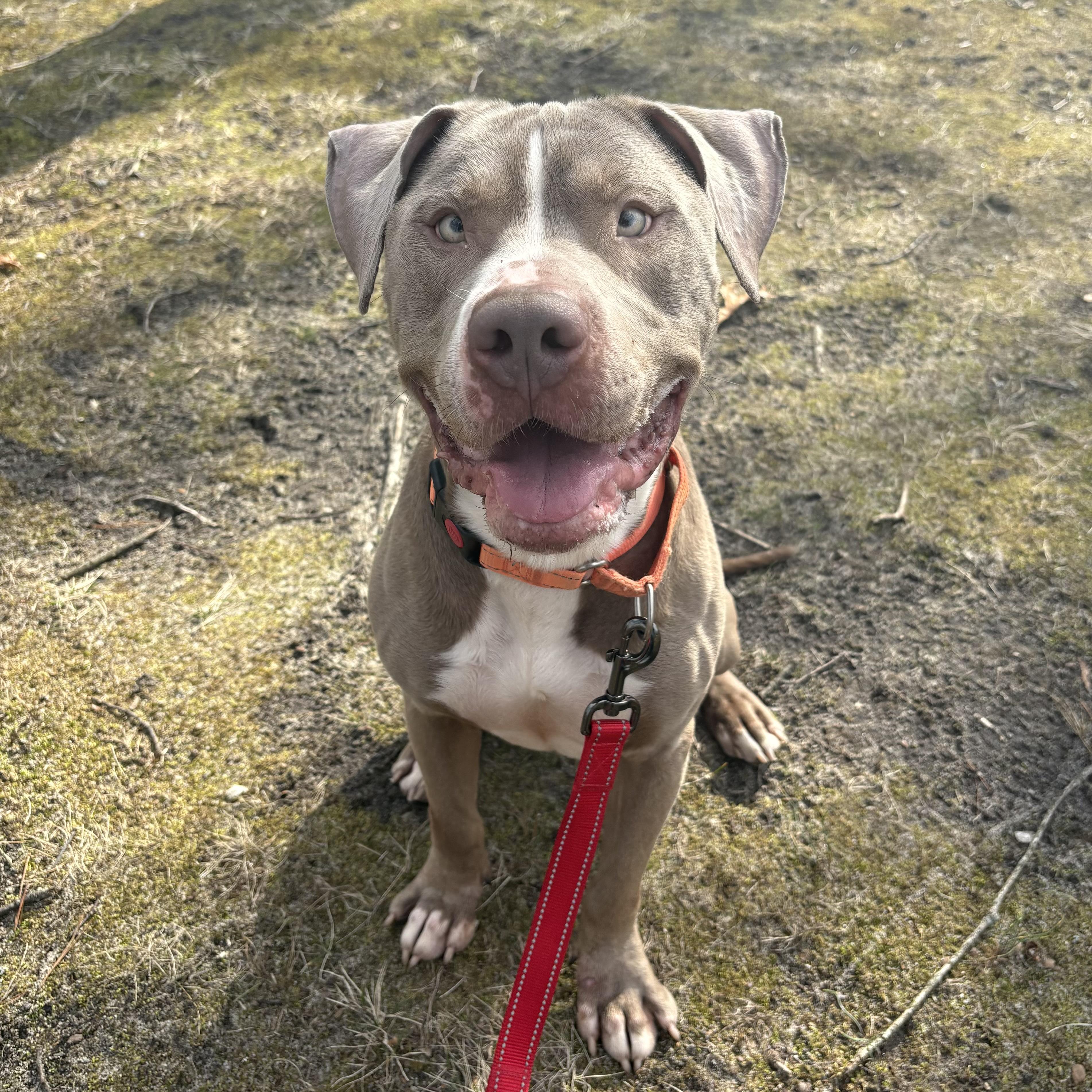 Enlarge Yuji, a ADOPTABLE mixed breed in Eatontown, NJ image 4/6