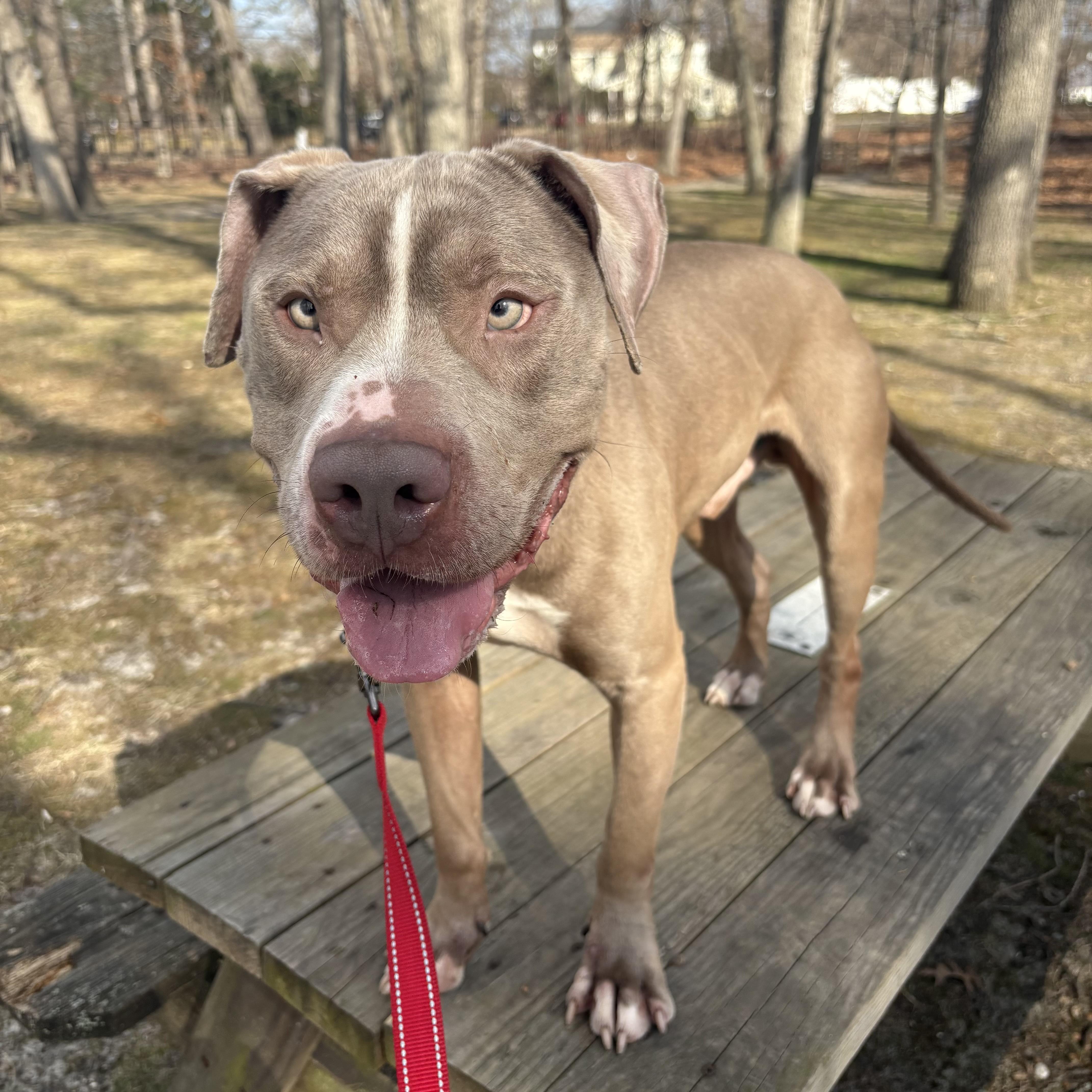 Enlarge Yuji, a ADOPTABLE mixed breed in Eatontown, NJ image 2/6