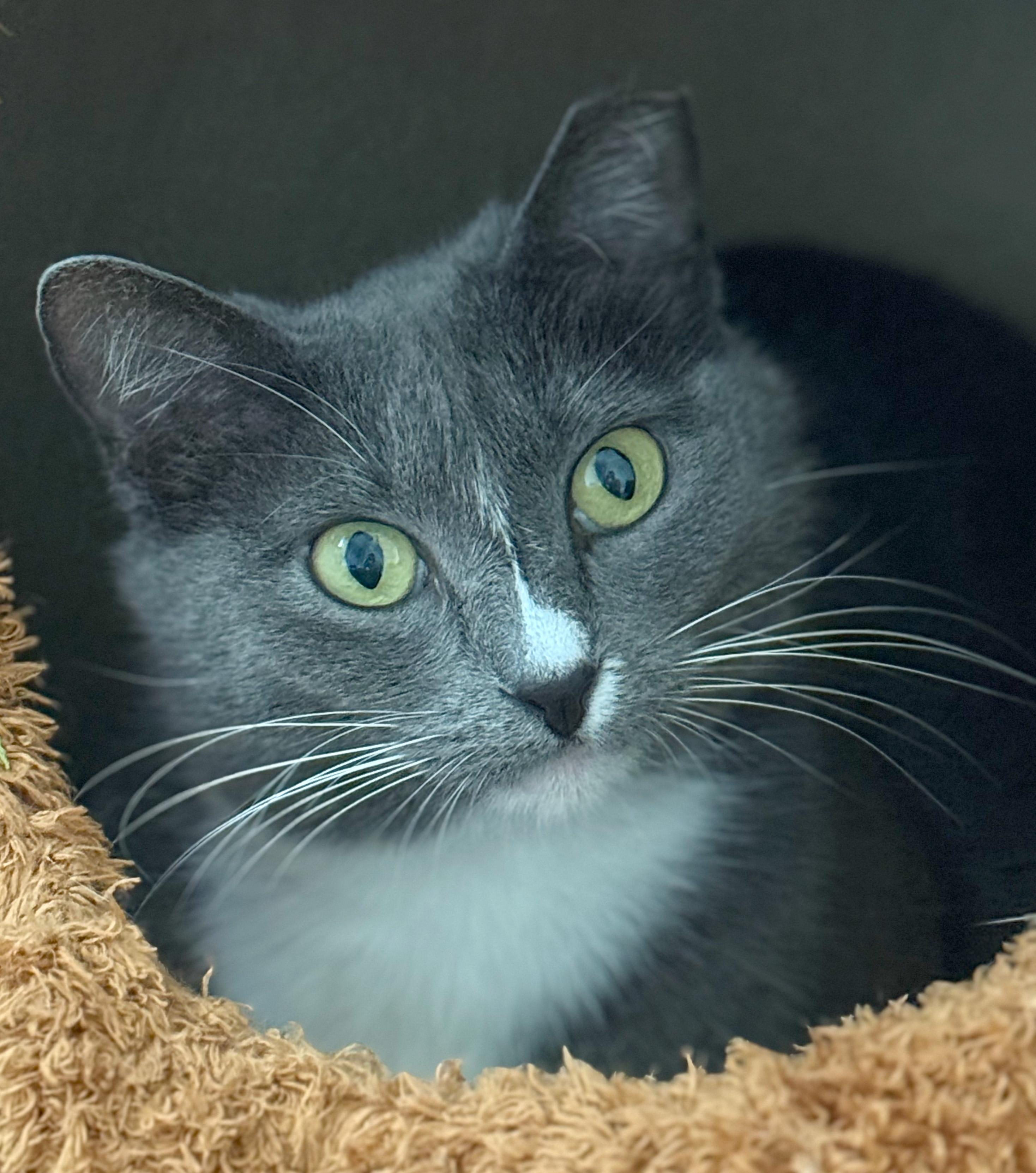 Tipsy, Adult Female Domestic Short Hair