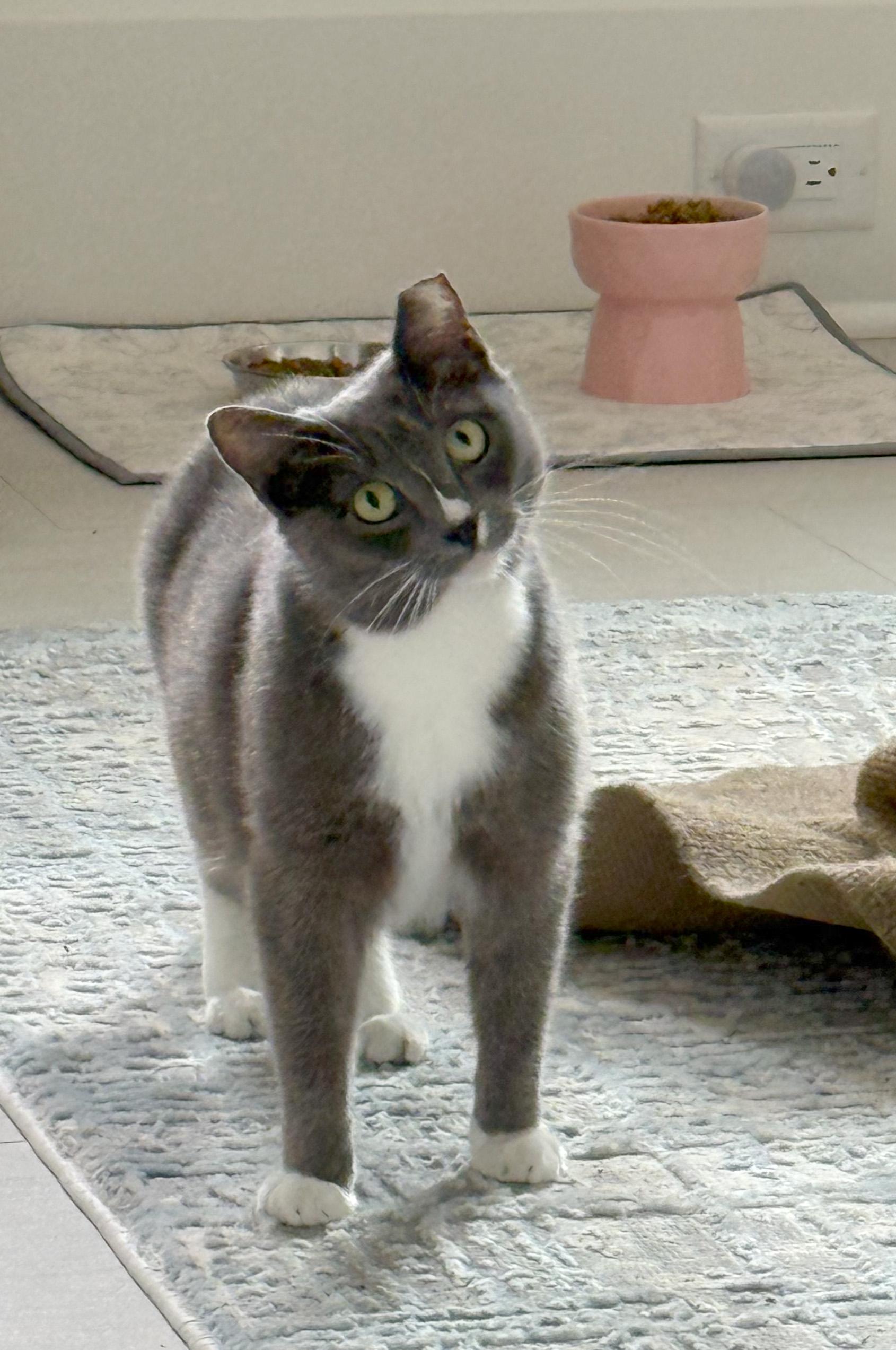 Tipsy - PENDING ADOPTION!