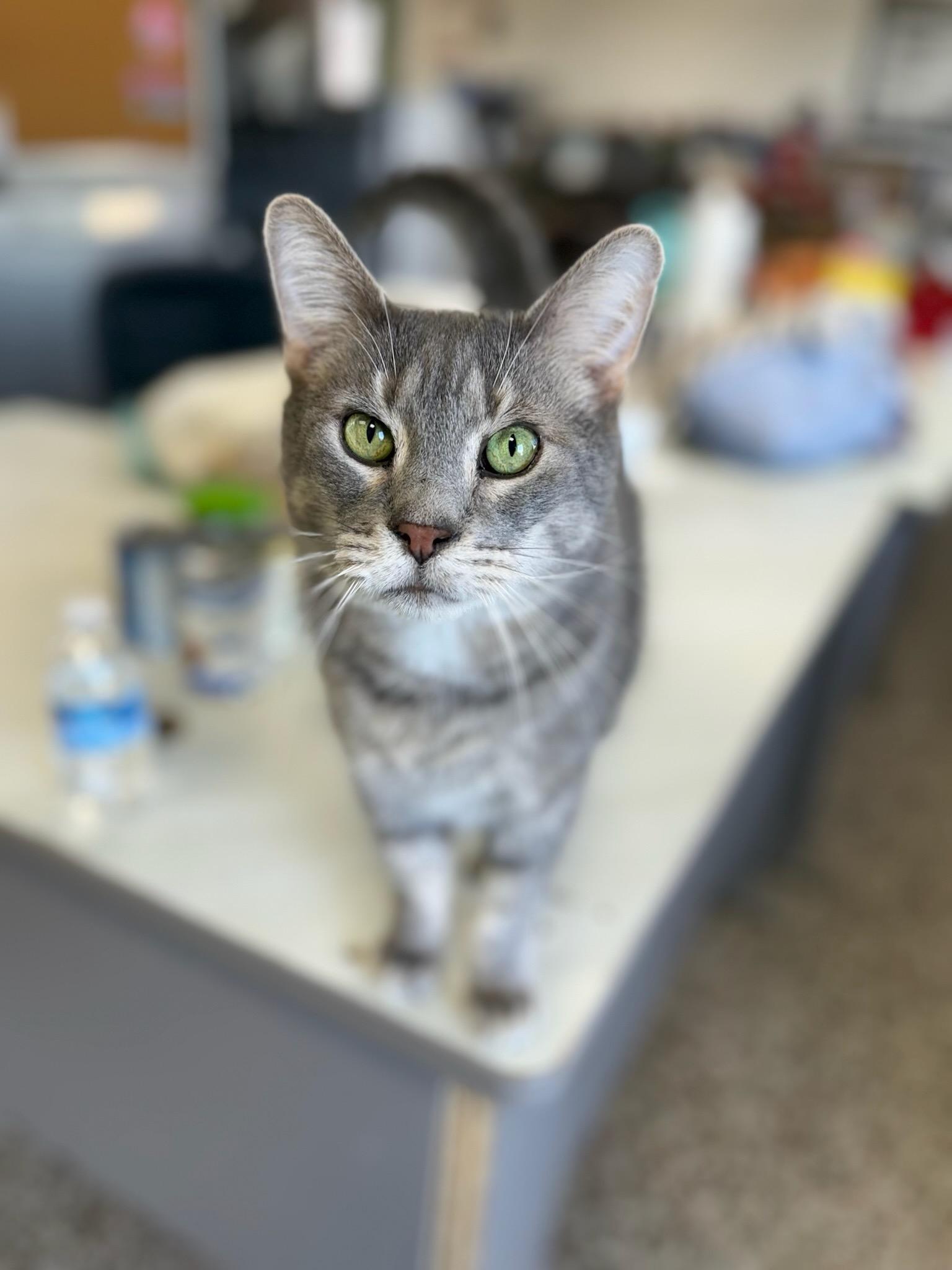 Enlarge Pigeon, a Adoptable mixed breed in Richmond, KY image 1/6