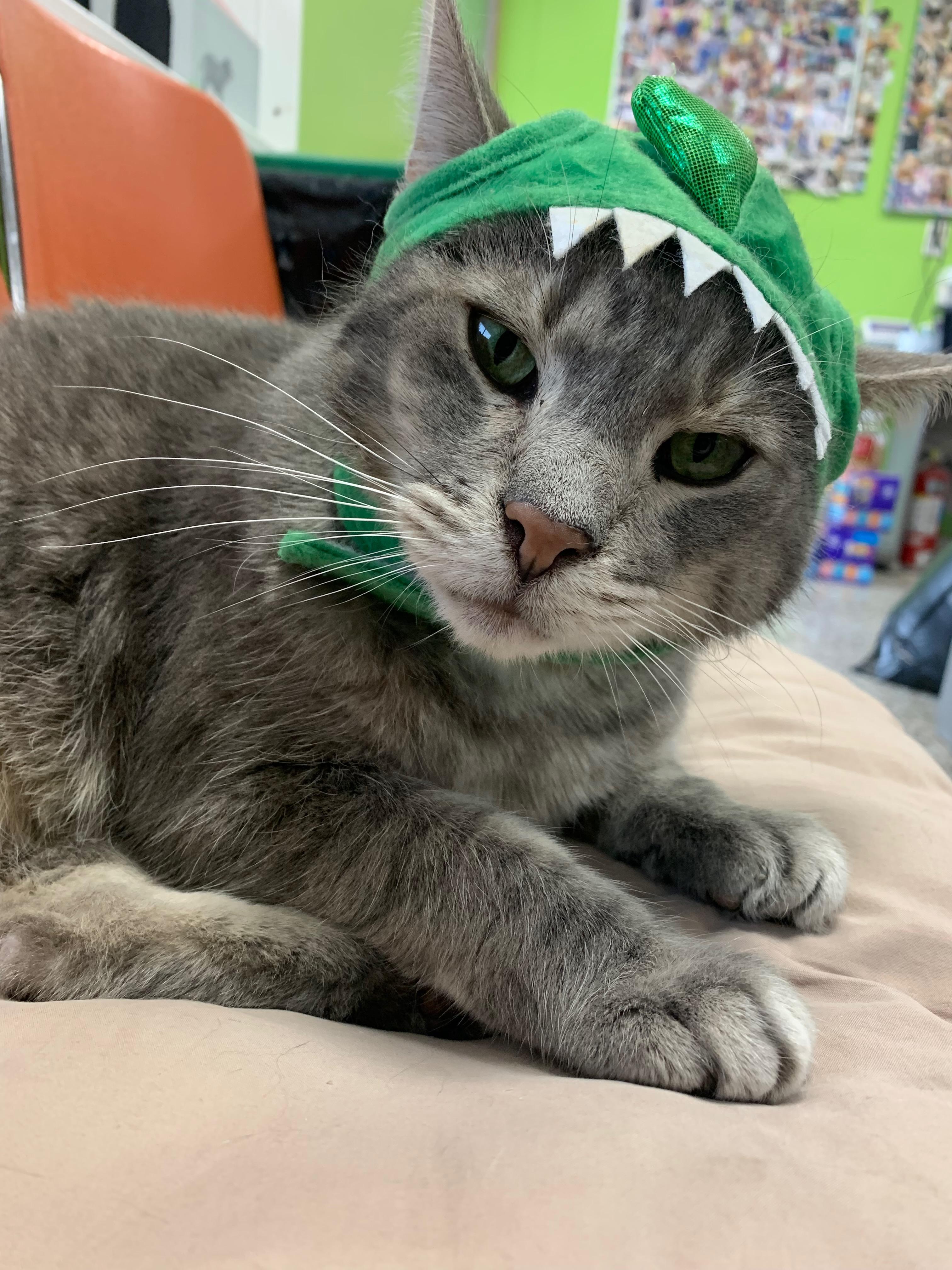 Pigeon, a Adoptable mixed breed in Richmond, KY image 1/6