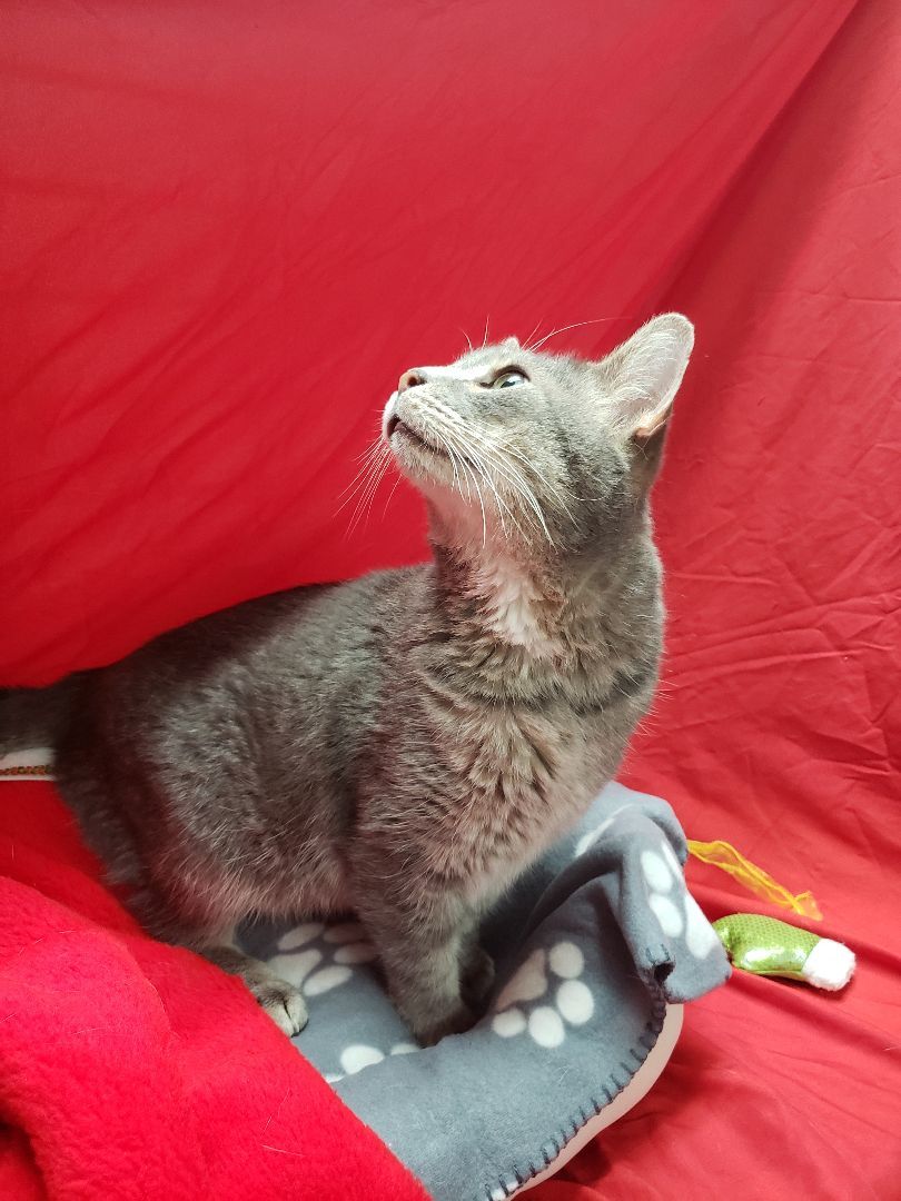 Pigeon, a Adoptable mixed breed in Richmond, KY image 4/6