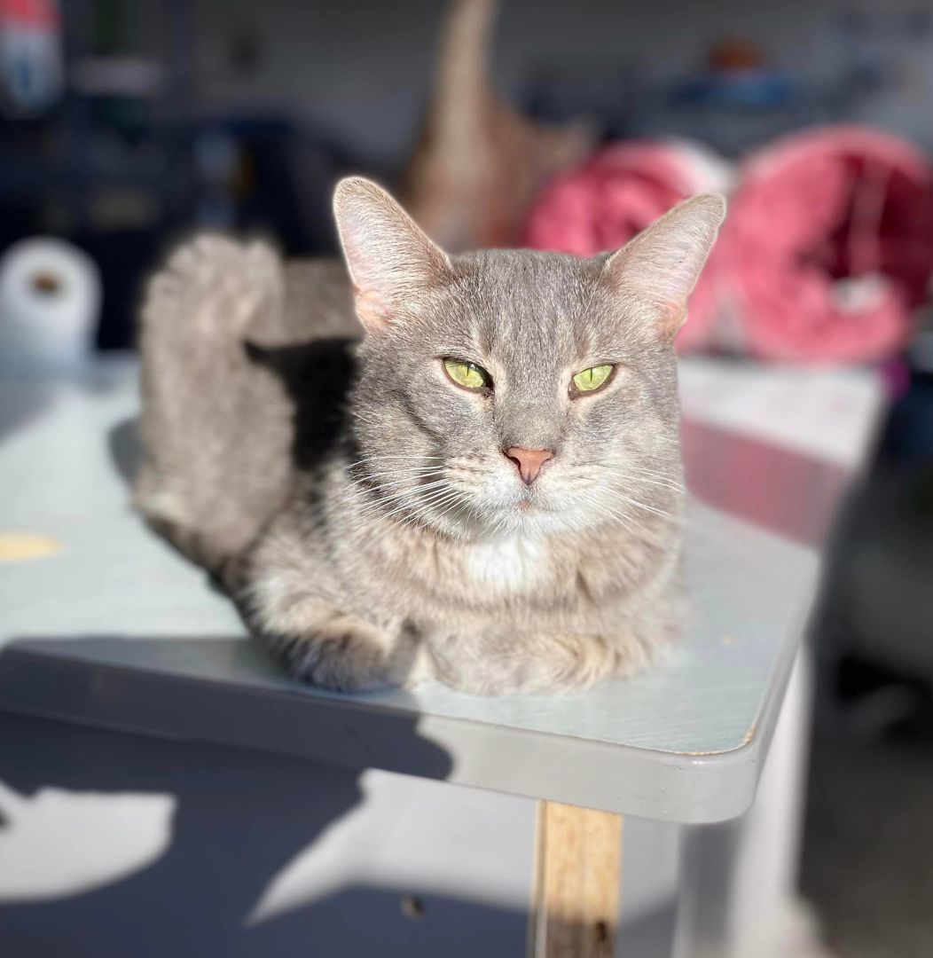 Pigeon, a Adoptable mixed breed in Richmond, KY image 5/6