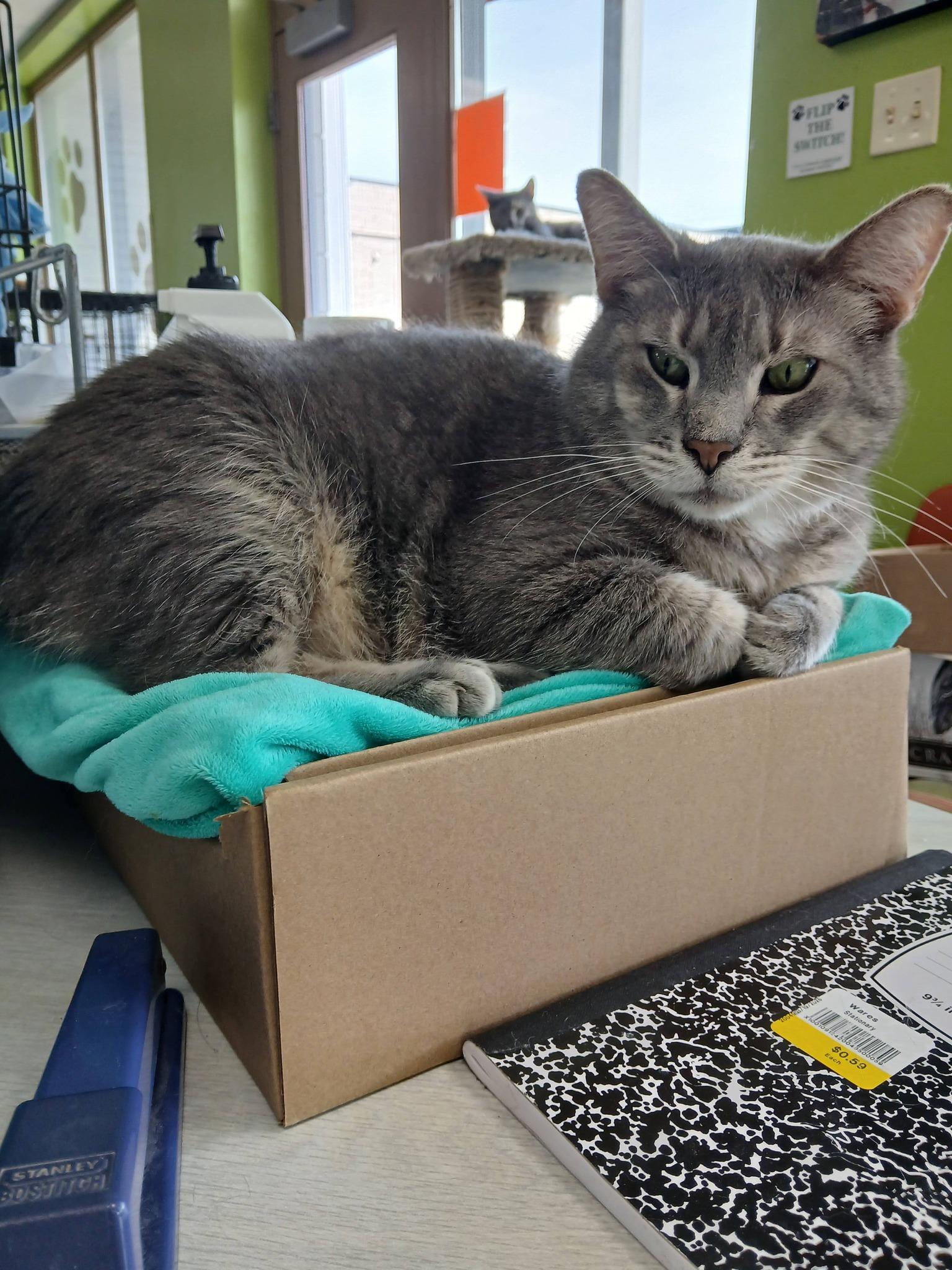 Enlarge Pigeon, a Adoptable mixed breed in Richmond, KY image 6/6