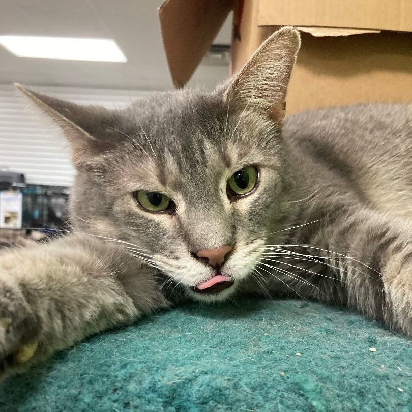 Pigeon, a Adoptable mixed breed in Richmond, KY image 3/6