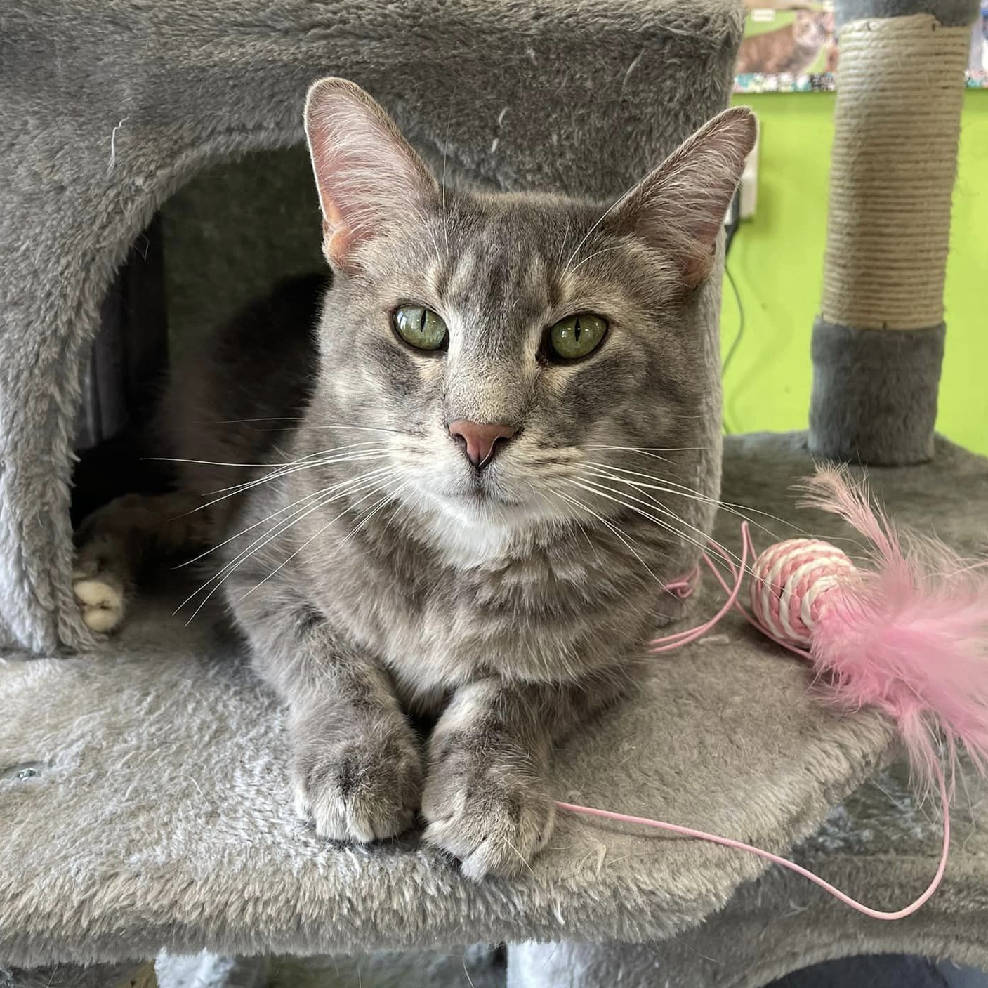 Pigeon, Adoptable, Senior Male Domestic Short Hair & Tabby.
