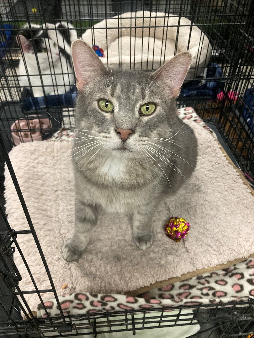 Pigeon, a Adoptable mixed breed in Richmond, KY image 6/6