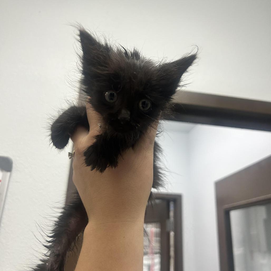 Enlarge Mallard, a Adoptable Domestic Medium Hair in Durango, CO image 1/1