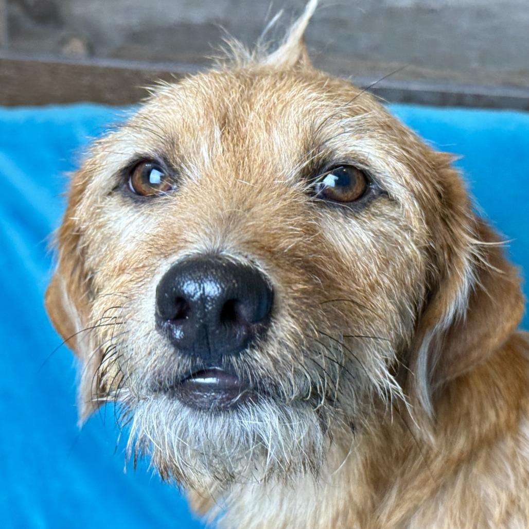 Enlarge Quincy, a Adopted mixed breed in Geneva, IL image 4/5