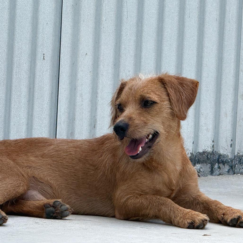 Enlarge Quincy, a Adopted mixed breed in Geneva, IL image 5/5