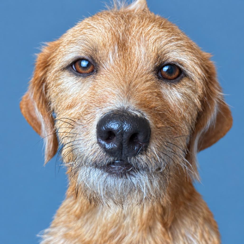 Enlarge Quincy, a Adopted mixed breed in Geneva, IL image 3/5
