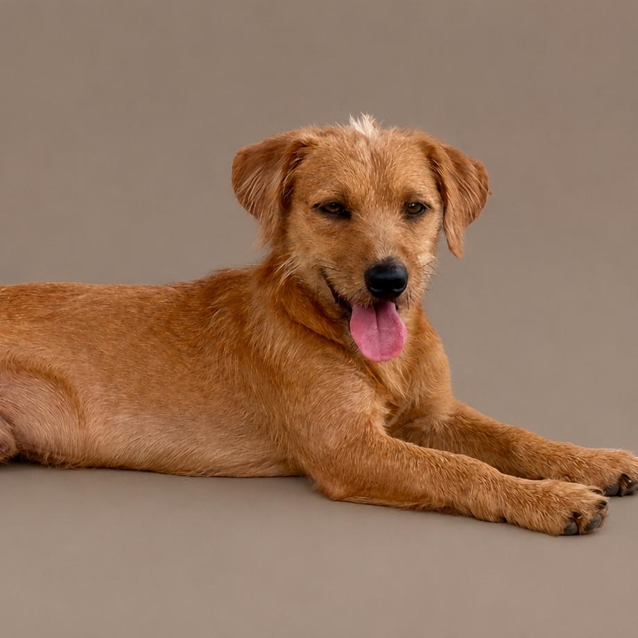 Quincy, Adopted, Young Male Terrier.