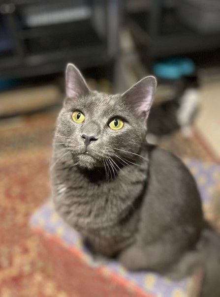 COOL COSMO, a Adoptable mixed breed in Spotsylvania, VA image 1/5