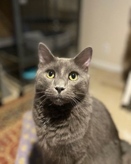 COOL COSMO, a Adoptable mixed breed in Spotsylvania, VA image 2/5