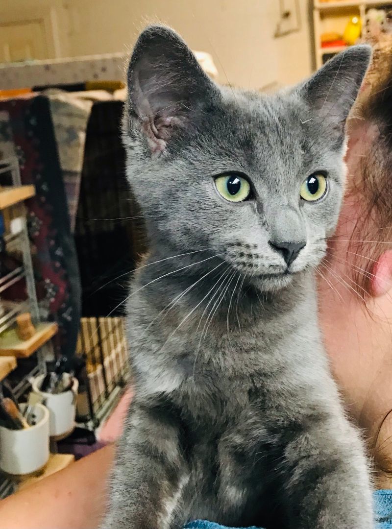 COOL COSMO, a Adoptable mixed breed in Spotsylvania, VA image 4/5