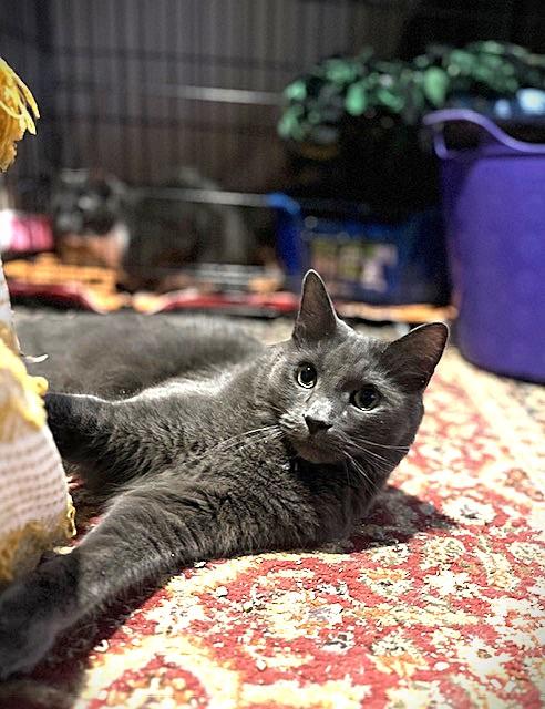 COOL COSMO, a Adoptable mixed breed in Spotsylvania, VA image 3/5